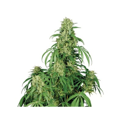 Buddha Seeds Calamity Jane 1 db