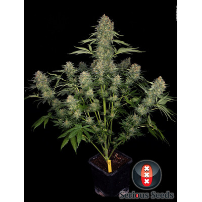 Serious Seeds Serious Kush 6 seeds