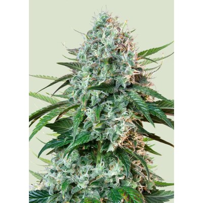 Royal Queen Seeds HulkBerry 3 seeds