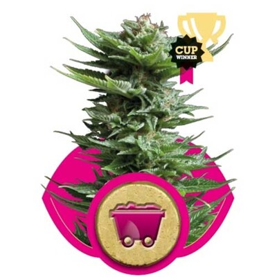 Royal Queen Seeds Shining Silver Haze 3 seeds