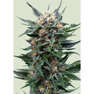 Royal Queen Seeds Royal Gorilla Auto 3 seeds