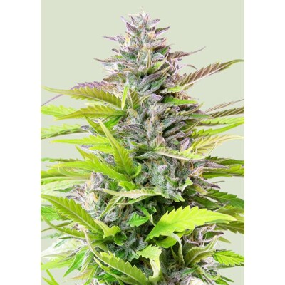 Royal Queen Seeds Cookies Gelato 3 seeds