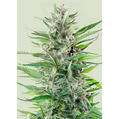 Royal Queen Seeds Fat Banana Auto 3 db