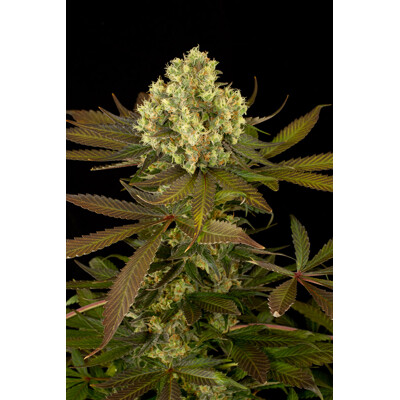 Humboldt Seed Company Sour Blueberry 3 seeds