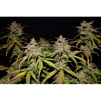 Fast Buds Smoothie Auto 3 ks