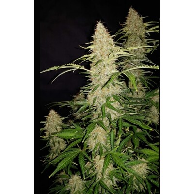 Fast Buds Original AutoJack Herer 1 Seed