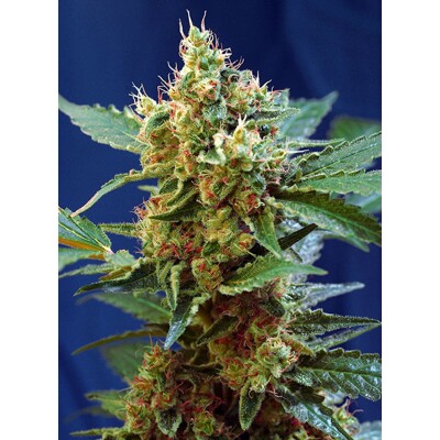 Sweet Seeds Cream Mandarine XL Auto 3 seeds