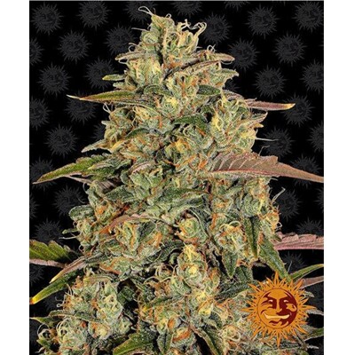 Barney's Farm Amnesia Lemon 3 seeds