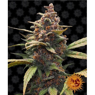 Barney's Farm Ayahuasca Purple 3 seeds