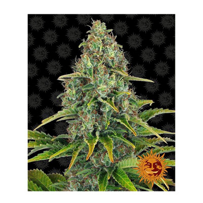 Barney's Farm Blueberry Cheese Auto from 29.- €