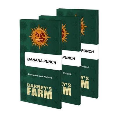 Barney's Farm Banana Punch 3 seeds