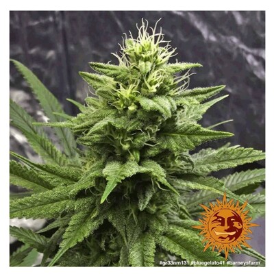 Barney's Farm Blue Gelato 41 from 35,50.- €