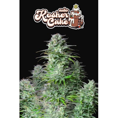 Fast Buds Kosher Cake Auto od 13.-€