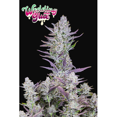 Fast Buds Wedding Glue Auto od 13.-€