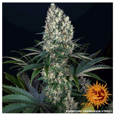 Barney's Farm Blueberry OG 3 seeds