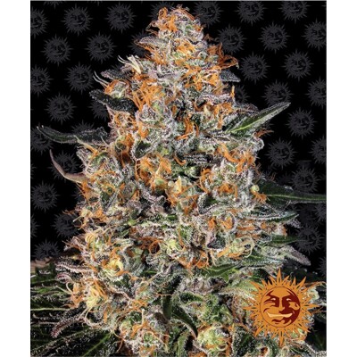 Barney's Farm Bubba Kush 3 Seeds