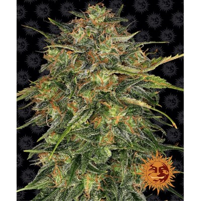 Barney's Farm Cheese 3 Seeds