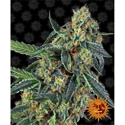 Barney's Farm Cookies Kush from 29.- €