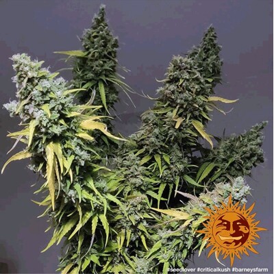 Barney's Farm Critical Kush 5 seeds