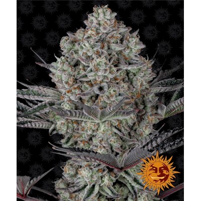 Barney's Farm Dos Si Dos 33- 3 seeds