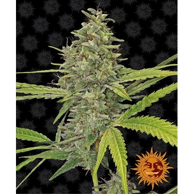 Barney's Farm G13 Haze 3 Seeds