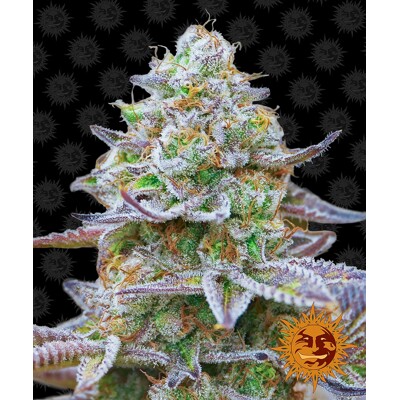 Barney's Farm Gorilla Zkittlez od 35.- €