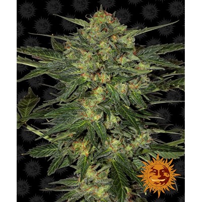 Barney's Farm LSD od 37,50.- €