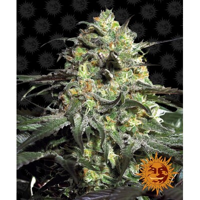 Barney's Farm Peyote Cookies od 30.- €