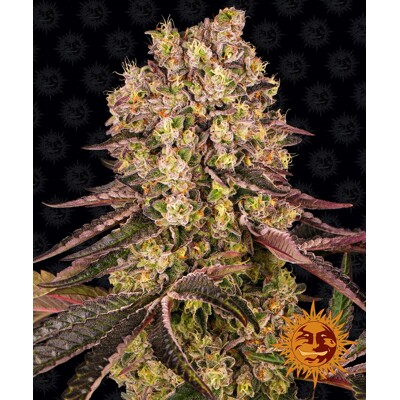 Barney's Farm Runtz Muffin 3 seeds