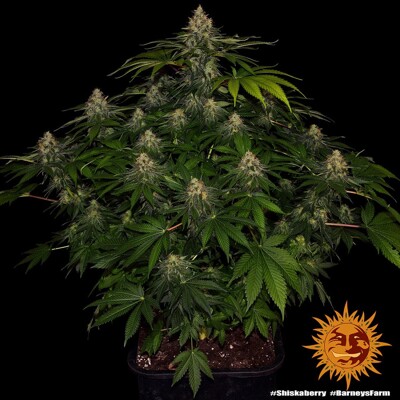 Barney's Farm Shiskaberry ab 29.-€