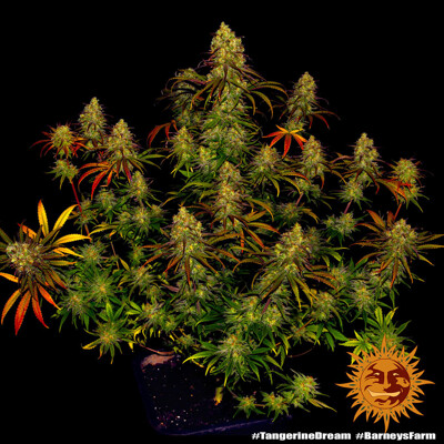 Barney's Farm Tangerine Dream ab 31.5.- €