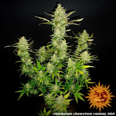 Barney's Farm Dos Si Dos Auto 3 seeds