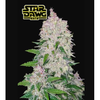 FastBuds Stardawg 50 seeds