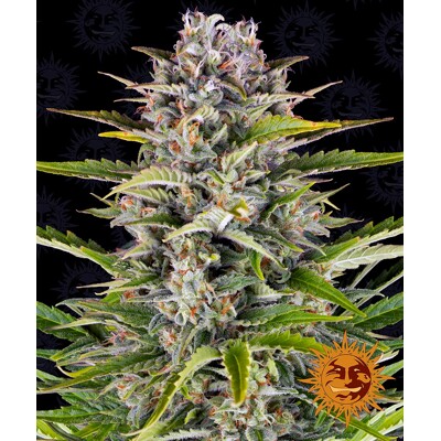 Barney's Farm Gorilla Zkittlez Auto od 35,- €