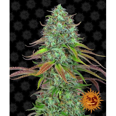 Barney's Farm LSD Auto ab 31,50.-€