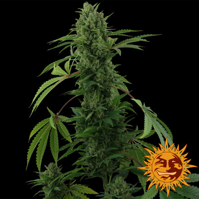 Barney's Farm Pineapple Express Auto 3 Seeds