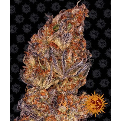 Barney's Farm Runtz Auto 10 Seeds