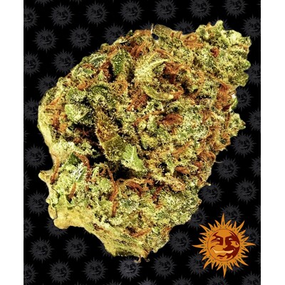 Barney's Farm Watermelon Zkittlez Auto from 35,- €