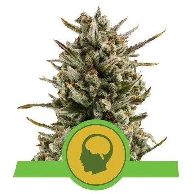 Royal Queen Seeds Amnesia Haze Auto 3 seeds