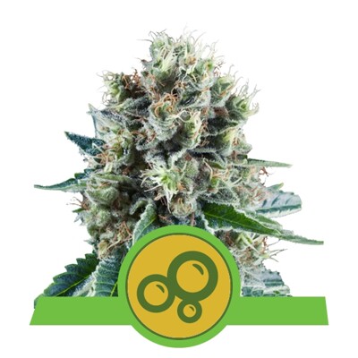 Royal Queen Seeds Bubble Kush Auto 3 seeds