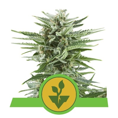 Royal Queen Seeds Easy Bud Auto 17,50.-€-től