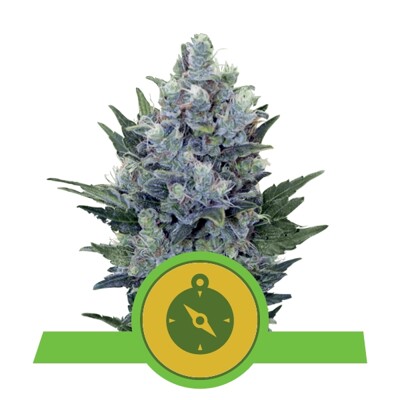 Royal Queen Seeds Northern Light Auto 3 seeds