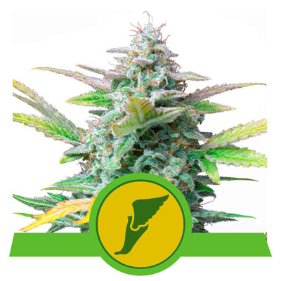 Royal Queen Seeds Quick One Auto 5 seeds