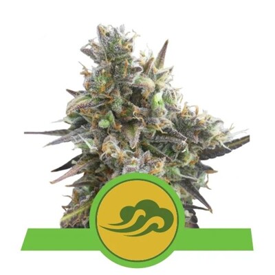 Royal Queen Seeds Royal Bluematic Auto ab 23.-€