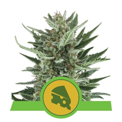 Royal Queen Seeds Royal Cheese Auto from 20.-€