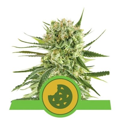 Royal Queen Seeds Royal Cookies Auto 5 seeds