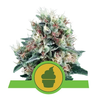 Royal Queen Seeds Royal Creamatic Auto 5 seeds