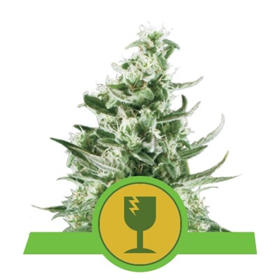 Royal Queen Seeds Royal Critical Auto from 21,50.-€