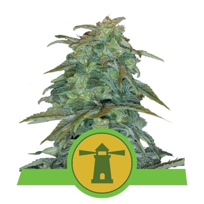 Royal Queen Seeds Royal Haze Auto 3 seeds