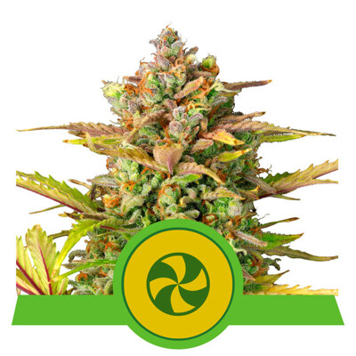 Royal Queen Seeds Sweet ZZ Auto 10 seeds